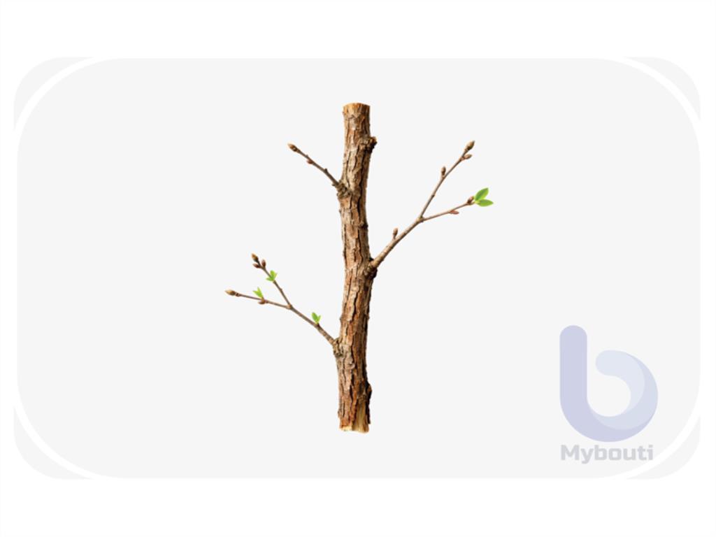 branch